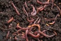 Red worms in a can Royalty Free Stock Photo
