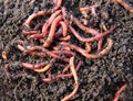 Red worms in compost Royalty Free Stock Photo