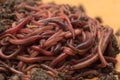 Red worms in compost