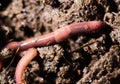 Red worms in compost. macro Royalty Free Stock Photo