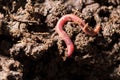 Red worms in compost. macro