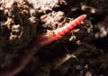 Red worms in compost. macro Royalty Free Stock Photo