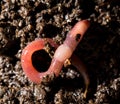 Red worms in compost. macro