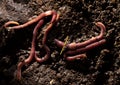 Red worms in compost. macro Royalty Free Stock Photo