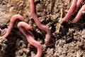 Red worms in compost. macro Royalty Free Stock Photo