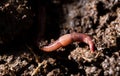 Red worms in compost. macro Royalty Free Stock Photo