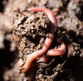 Red worms in compost. macro Royalty Free Stock Photo