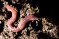 Red worms in compost. macro Royalty Free Stock Photo