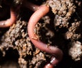 Red worms in compost. macro Royalty Free Stock Photo