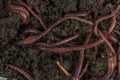 Red worms in compost.