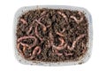 Red worms Dendrobena in a box in manure, earthworm live bait for fishing isolated on white background. Close up and top view