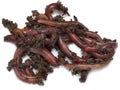 Red worms from the ground on a white background Royalty Free Stock Photo