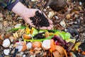 Red worms on the male palm for vermicomposting Royalty Free Stock Photo