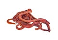 Red worms on white background Royalty Free Stock Photo