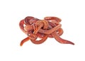 Red worms on white background Royalty Free Stock Photo