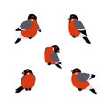 Red Xmas bird. Bullfinch vector illustration