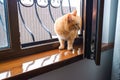 A red yard cat enters the house through an open window Royalty Free Stock Photo