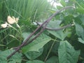 Red yard long bean plantation on field agricuture