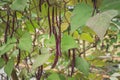 Red yard long bean plantation on field agricuture.