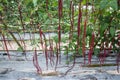 Red yard long bean plantation Vigna unguiculata. Red long bean cultivation background