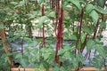 Red yard long bean plantation Vigna unguiculata. Red long bean cultivation background Royalty Free Stock Photo