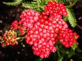 Red Yarrow (Achillea) blossoms