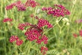 Red yarrow blooms in garden