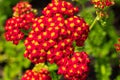 A red yarrow with a yellow center on a green background in the sun Macro.2022 Royalty Free Stock Photo