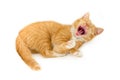 Red yawning kitten Royalty Free Stock Photo