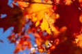 Red and yello maple leafs background. Royalty Free Stock Photo