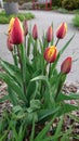 Red yello pink tulips Guelph enabling gardens Ontario canada