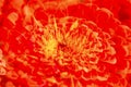 Abstract multiple exposure of a dahlia flower in Elizabeth Park.