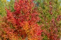 Red-yellow alder leaves in a solid wall.