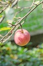 Red, yellow apple fruits in the tree, apple tree branch. The apple tree (Malus domestica), rose family Royalty Free Stock Photo