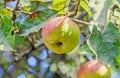 Red, yellow apple fruits in the tree, apple tree branch. Royalty Free Stock Photo