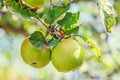 Red, yellow apple fruits in the tree, apple tree branch. Royalty Free Stock Photo