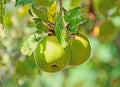 Red, yellow apple fruits in the tree, apple tree branch. Royalty Free Stock Photo