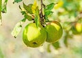 Red, yellow apple fruits in the tree, apple tree branch. Royalty Free Stock Photo