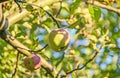 Red, yellow apple fruits in the tree, apple tree branch. Royalty Free Stock Photo