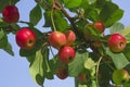 Red yellow apples on the branches of a tree with green leaves against a blue sky Royalty Free Stock Photo