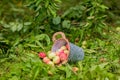 Red and yellow apples are in an iron bucket. Fruit harvest. Selective focus. Copy space.