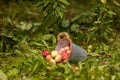 Red and yellow apples are in an iron bucket. Fruit harvest. Selective focus. Copy space.