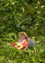 Red and yellow apples are in an iron bucket. Fruit harvest. Selective focus. Copy space.