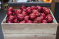 Red yellow apples just picked from an orchard, in a plastic crate on the grass Royalty Free Stock Photo