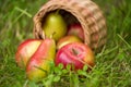 Red yellow apples and pears in a wicker basket scattered in green grass outdoors closeup Royalty Free Stock Photo