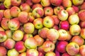 Red and yellow apples Royalty Free Stock Photo