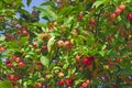 Red yellow apples on tree branches  on a blue sky background Royalty Free Stock Photo