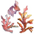 Red and yellow aquatic underwater nature coral reef. Watercolor background set. Isolated coral illustration element.