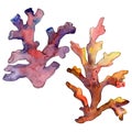 Red and yellow aquatic underwater nature coral reef. Watercolor background set. Isolated coral illustration element.