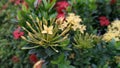 Red and yellow Asoka flower are blossom in the middle of the garden